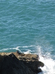 SX24801 Seal in sunshine on rocks.jpg
